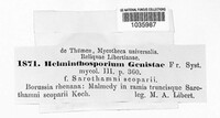 Helminthosporium genistae image